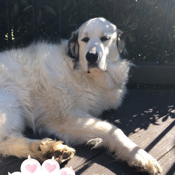 Meet your Posher, Julianna - Picture 1 of 1